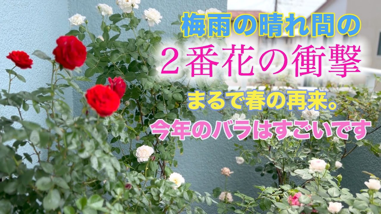 バラ2番花】6月18日の2階ベランダ、咲き揃ってまさかの2度目の春