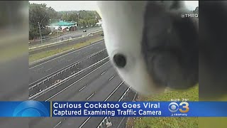 Curious Cockatoo Goes Viral; Captured Examining Traffic Camera screenshot 5