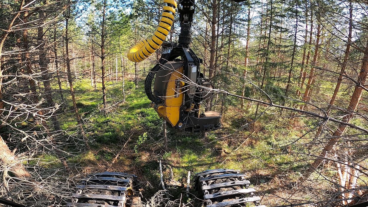 Pikkasen on pientä kepikkoa harvennella. Ponsse Scorpion King H7. #kesälomille