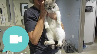 The Regal Sultan by Humane Society of Sarasota County 172 views 4 months ago 57 seconds