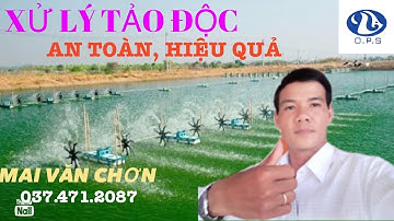 XỬ LÝ TẢO ĐỘC ( XANH ĐẬM, ĐỎ ĐẬM) ĐÚNG CÁCH, HIỆU QUẢ/ Mai Văn Chơn Official