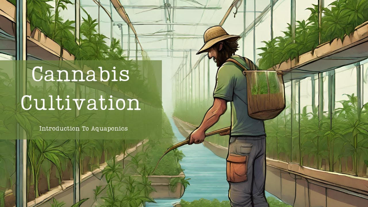Выращивание каннабиса: аквапоника каннабиса. Захватывающее путешествие к росту и устойчивому разв...