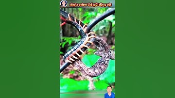 cảnh tắt kè đại chiến với rết và cái kết #thegioidongvat #shorts #shortvideo