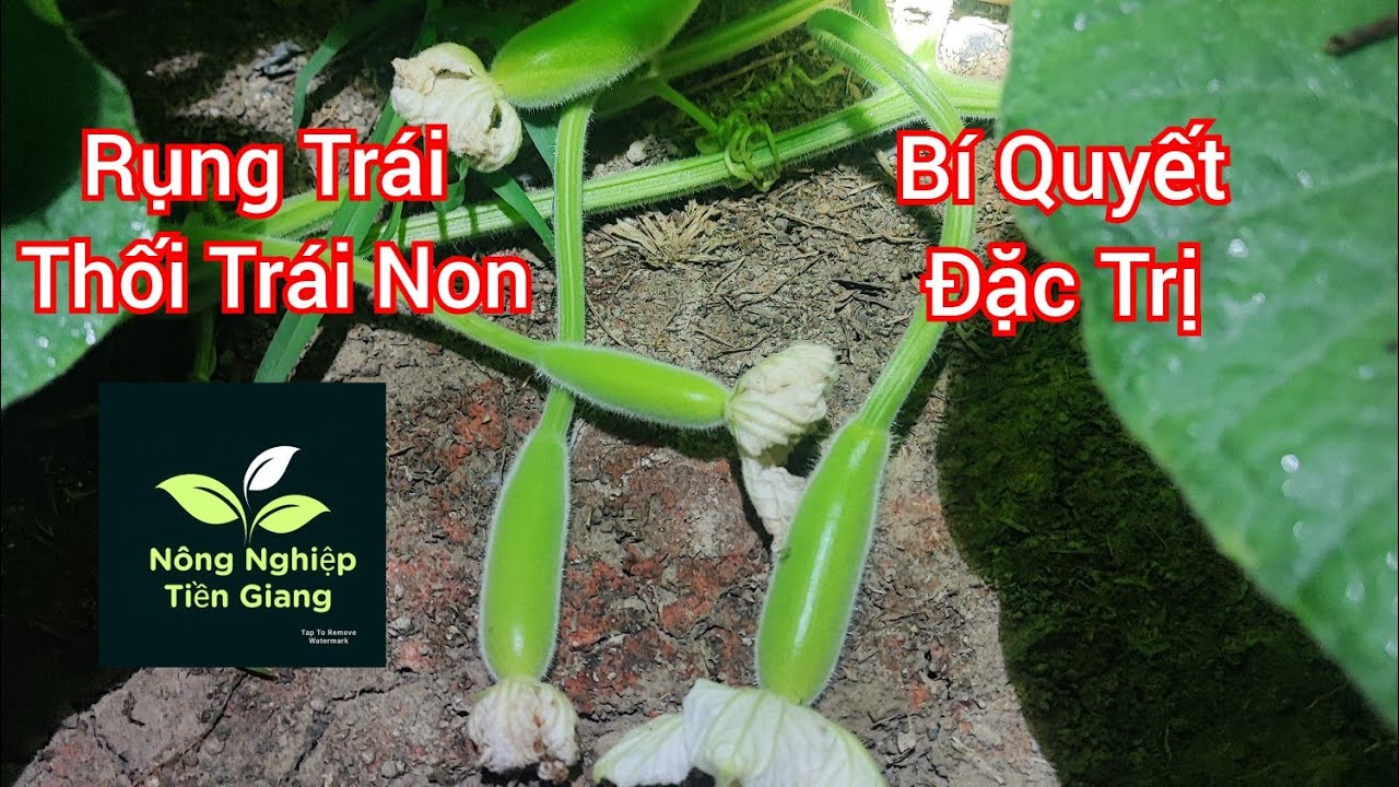 Bí quyết khắc phục rụng trái non trên cây bầu - Nông dân cần biết #câybầu