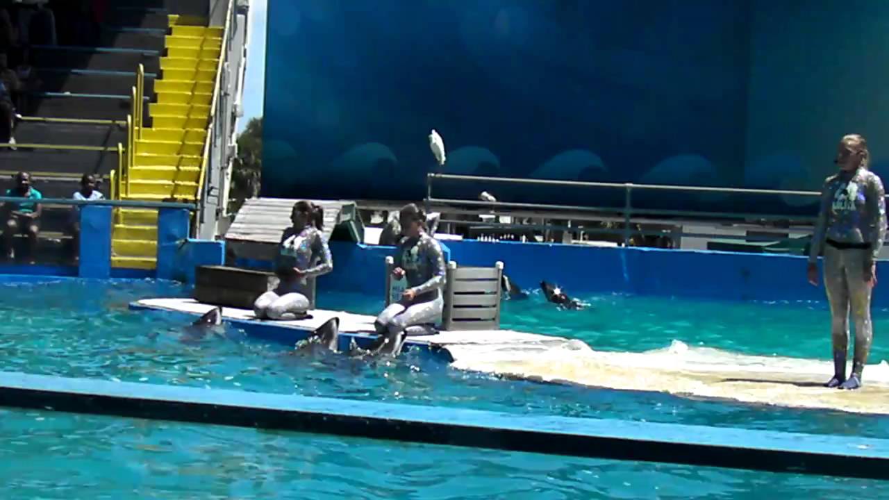 whales show in miami seaquarium - YouTube