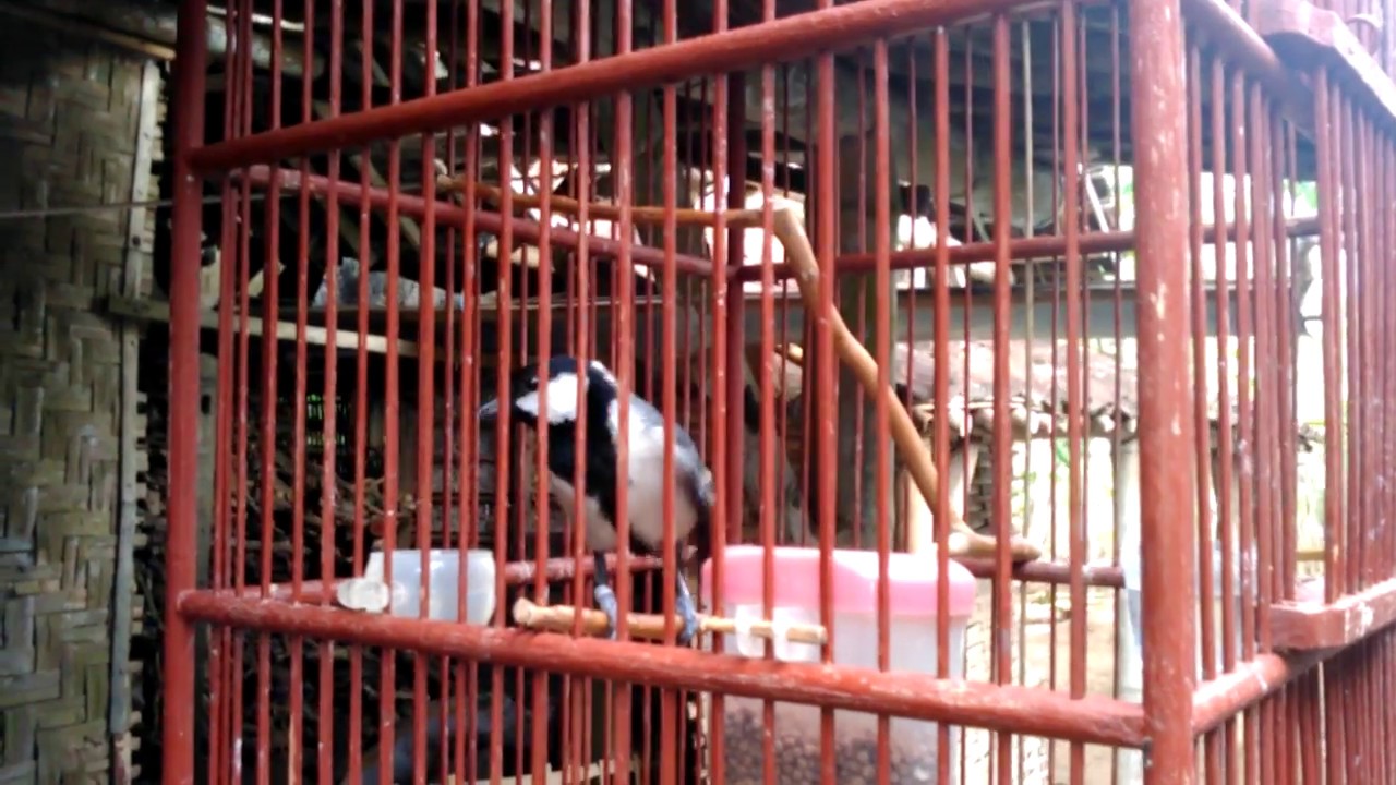 Gelatik wingko 🐦🍃 