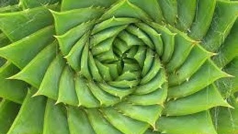 Fibonacci Sequence in Math To Explain Plant Leaf Patterns || Nature