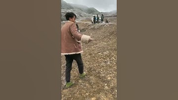 The process of buckwheat cultivation by farmers in Gaoshan