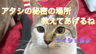 とんでもない秘密基地を発見した元子猫 by うみとそら 69 views 1 year ago 8 minutes, 55 seconds