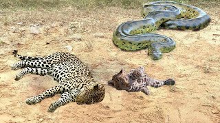 Mother Leopard Attack Giant Python To Protect Cub   Leopard vs Snake Python   Wild Animals Fights