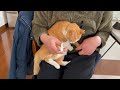 家主が初めてタマさんの爪切りチャレンジを試みるも