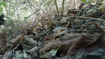 ep 13 ไก่หนุ่มเข้าบู้กระจาย yos hav zoov cuab qaib qus