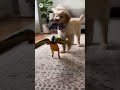 Puppy and Parrot’s Cutest Friendship Ever 🐶🦜 #Shorts📝 #puppy #parrot #viral #fyp #trendig