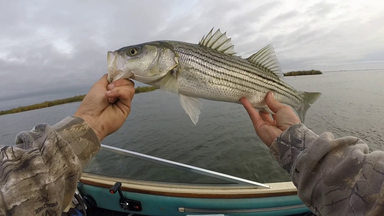 Delta Striper Fishing YouTube