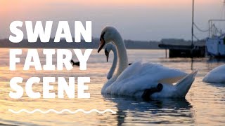 SWANS ON LAKE - 4K UHD TV