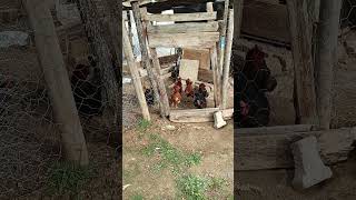 Kâbe. tavuklar.kastamonu Ilgaz Taşköprü sarımsağı Nasrullah cami #keşfet #ytdayibenionecikarnolur