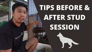 Vlog 46: TIPS BERORE & AFTER STUD SESSION | Belgian Malinois