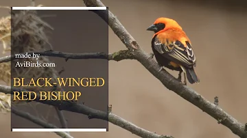 Black-Winged Red Bishop / Fire-Crowned Bishop [Euplectes Hordeaceus]