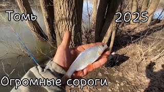 Рыбалка на реке Томь в Кемерово 2025