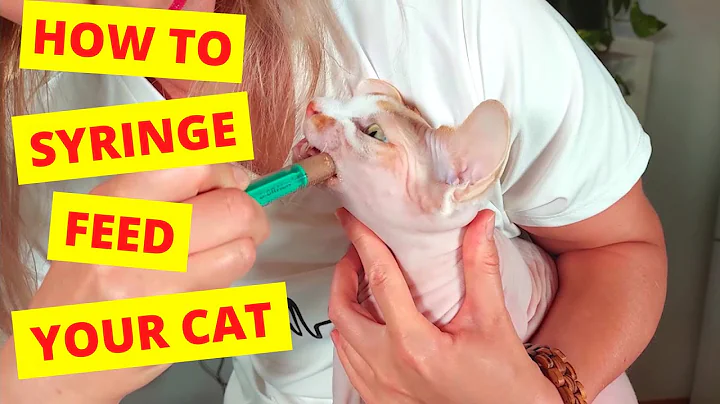 How To Syringe Feed Your Cat  (Learn from a Vet)