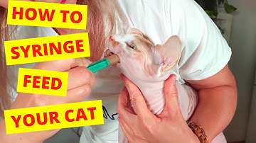 How To Syringe Feed Your Cat  (Learn from a Vet)