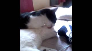 Gatinha Da Banho No Irmo