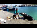 Морской котик на пристани / Seal, Hout bay, South Africa