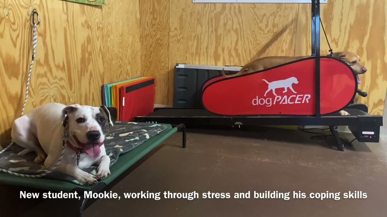 Sound conditioning with fearful / reactive lab, pittie, mastiff mix — Balanced Dog Training