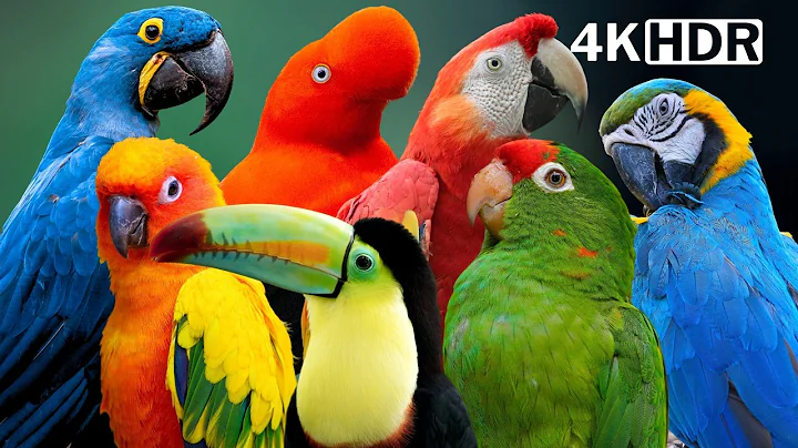 The Hidden Magic of Amazon Rainforest Birds 🌿  Nature’s Healing Symphony 🌿 Relaxing Birds Sound