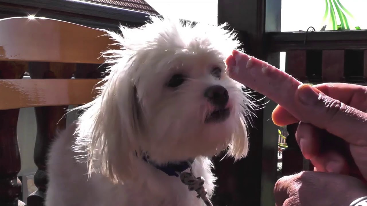 Dresura pasa! (2021)