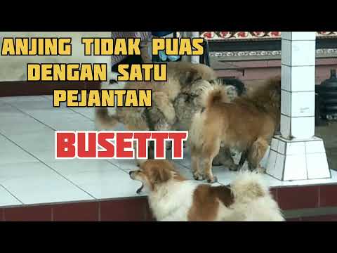 ANJING wik wik dengan banyak pejantan / anjing kawin  🌹🌹 part #1