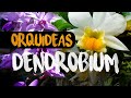 Orquídeas Dendrobium | Finca Dracula