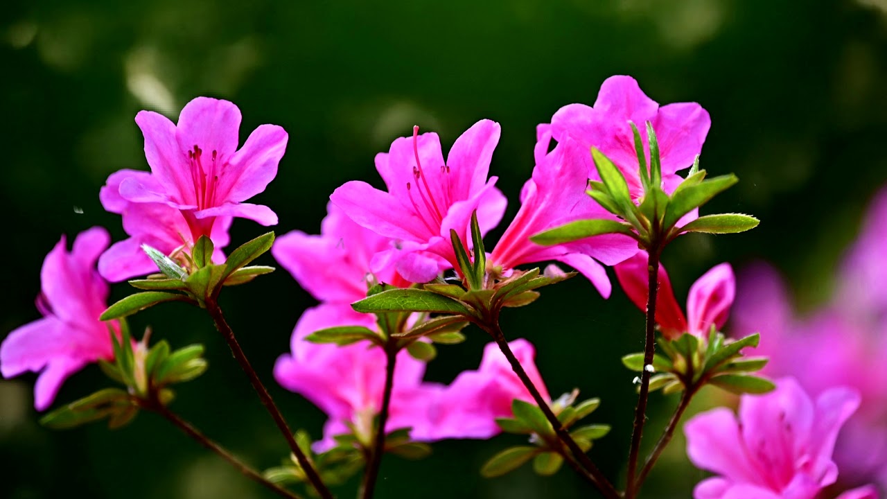 Spring HD Backgrounds - Live Wallpaper HD  Flower fence, Spring background,  Spring time