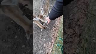 Handy friends. Ручные друзья. #wildnaturetv250 #nature #doe #animals #лани #shorts