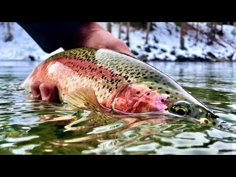 Fly Fishing for Trout in Rivers - Fly Fishing Stories & Experiences 