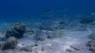 Albula Vulpes Bonefish