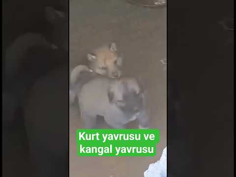 Kurt Yavrusu Kangal Yavrusuyla Antrenmanda