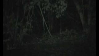 Pontianak Malaysia S Undying Vampire