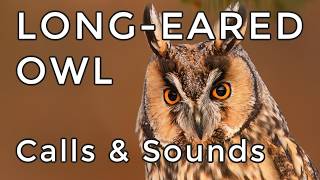 Long-eared Owl Sounds & Calls: Learn 3 Common Sounds