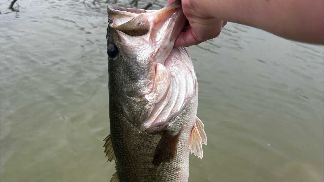 Pre-Storm Pressure = Big Bass? | Pond Fishing STX #zmanfishing #shimano #bassfishing #bass