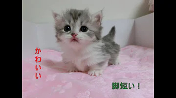 Download 猫 画像 マンチカン Mp4 Mp3 Download 猫 画像 マンチカン Mp4 Mp3