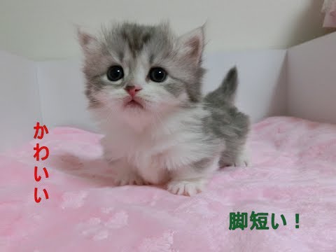 Видео: 【マンチカン】赤ちゃん 足短い よちよち歩きかわいい❤ くりくりお目め 子猫 癒し【Munchkin】