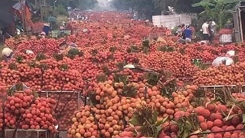 vải thiều lục ngạn giá vải Thanh Hà mới nhất ngày 20/6/2022 tại ngã Ba Tân Hoa lục ngạn