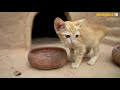 Cat Rescue And Feeding Cat Building Amazing Great Wall Around Mud Castle Cat House