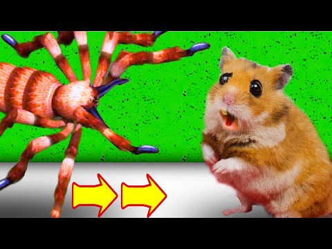 spider hamster