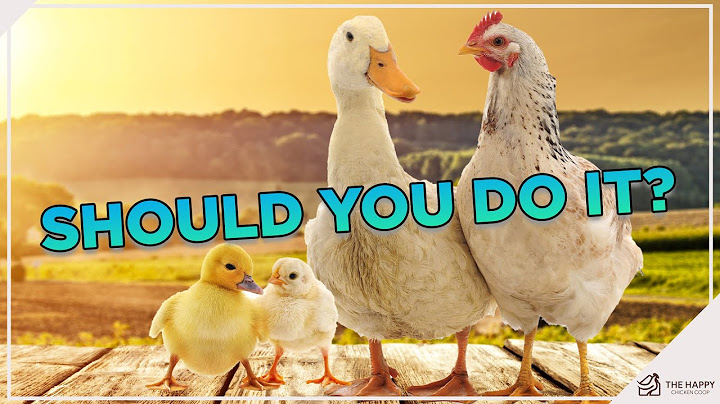 Can Ducks & Chickens Coexist? How To Master the Art of Raising Them Harmoniously!