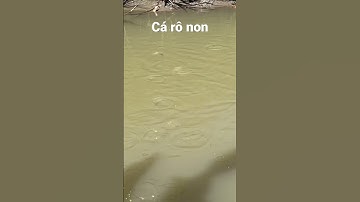 Câu cá rô giựt mỏi tay #câucárôđồng #fishing #caucaro