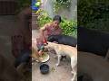 #shorts #shortvideo #dogshorts #puppy #puppylove #puppylife #pets #petlover #petlife #petcare