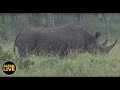 safariLIVE - Sunset Safari - January 9, 2019