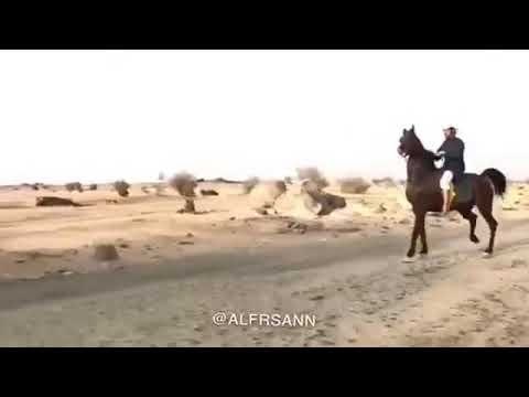 Video: Çexoslovakiyalı Kiçik Binici At Atı Hipoallergen, Sağlamlıq Və Ömür